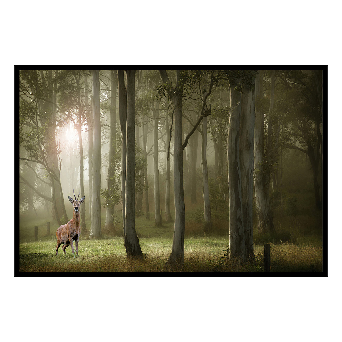 Affiche encadrée – Chevreuil dans une forêt brumeuse, HEXOA