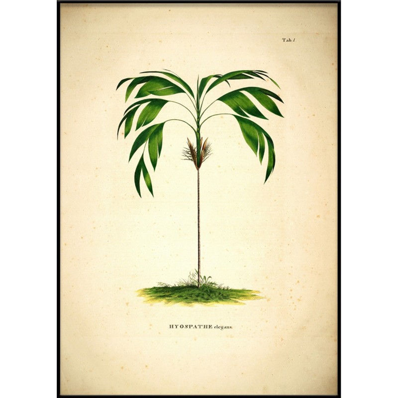 Affiche botanique  Hyospathe Elegans, THE DYBDAHL CO