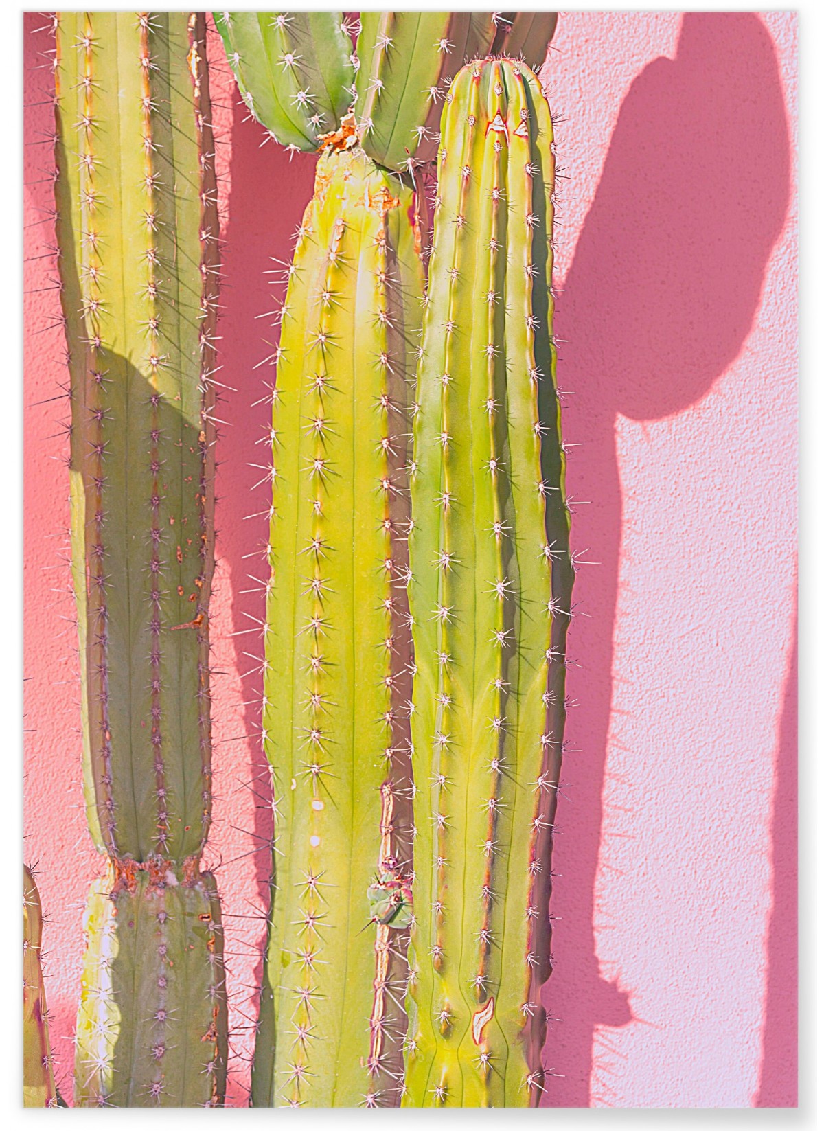 Poster nature Cactus 3, L'AFFICHERIE