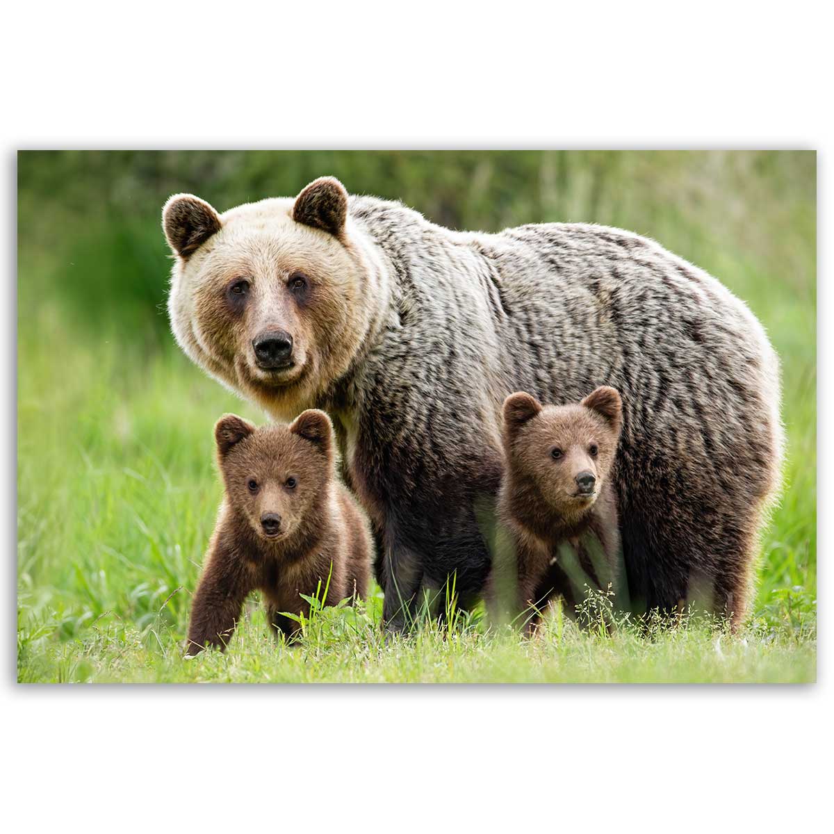 Tableau ours brun et ses oursons en pleine nature, HEXOA
