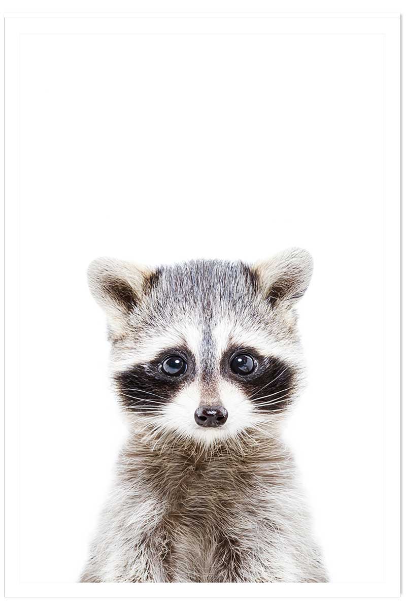 Affiche enfant bébé raton laveur, HEXOA