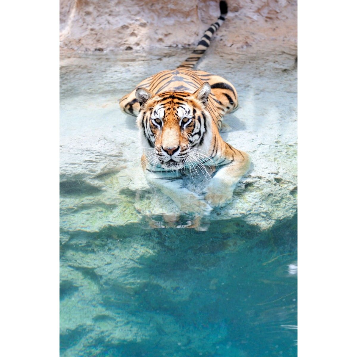 Tableau Encadre A La Finition Mate Tigre Dans L Eau 65x97 Cm Multicolore Ceanothe La Redoute