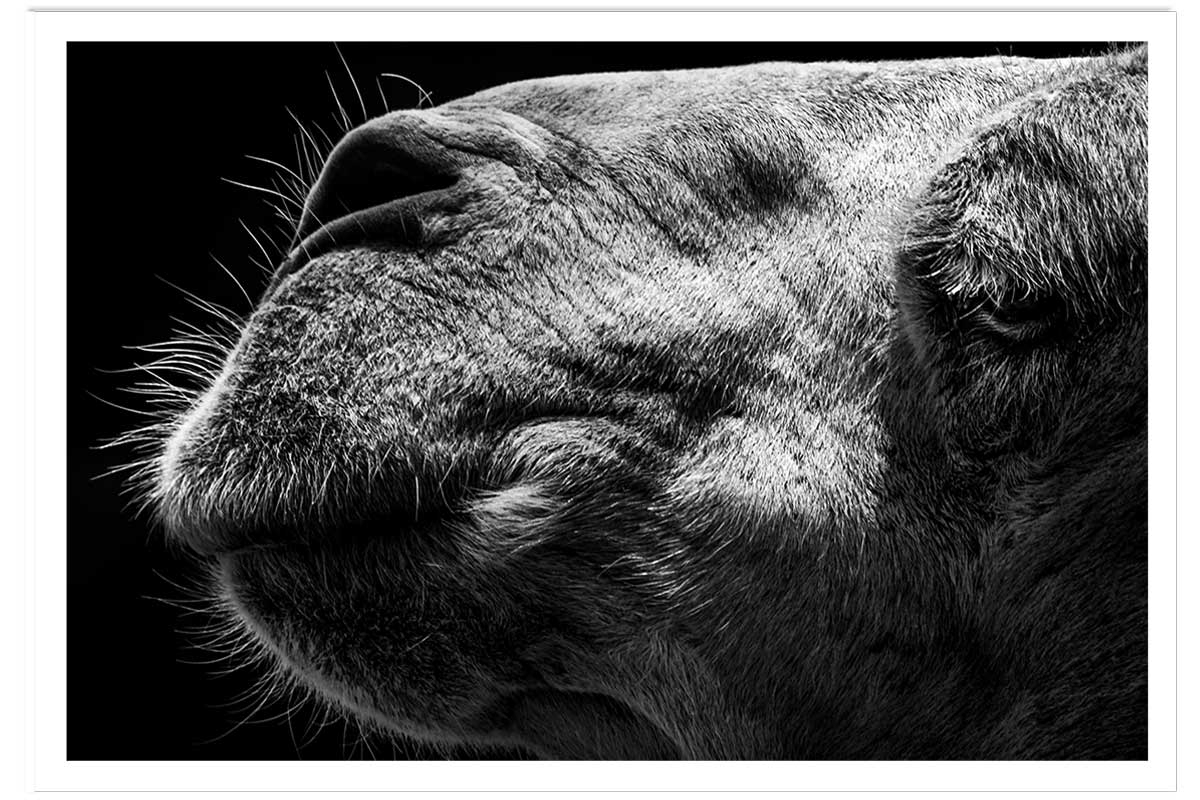 Poster animaux Portrait de chameau, HEXOA