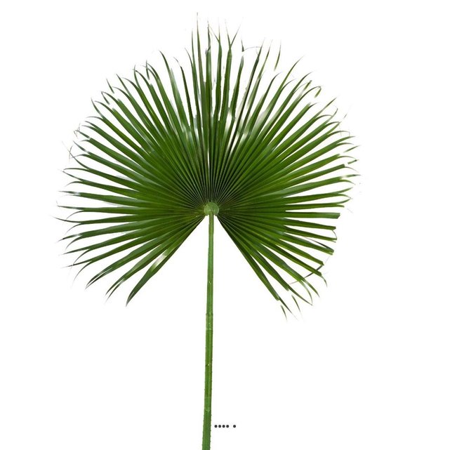 Feuille Palmier Washingtonia Artificielle H 215 Cm D 1 Cm Geante Artificielles La Redoute