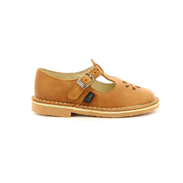 aster dingo camel