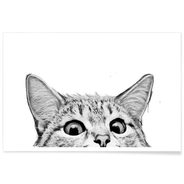 Poster Cat Chats En Blanc Gris Juniqe La Redoute