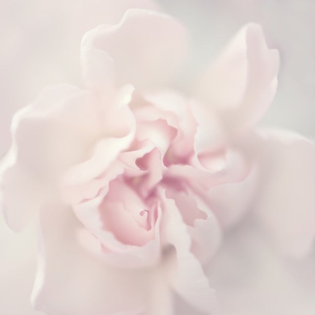 Papiers Peints Panoramiques Pivoine Claire Rose Pâle Acte Deco La