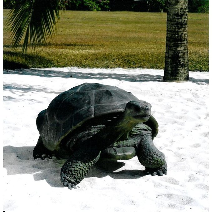 Position Tortue Table Basse : L Union De La Tortue ...
