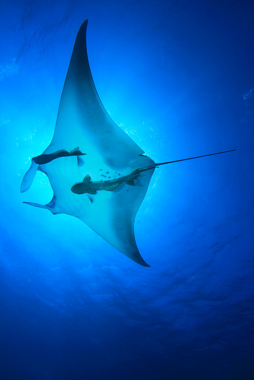 Tableau animaux marins raie manta, HEXOA