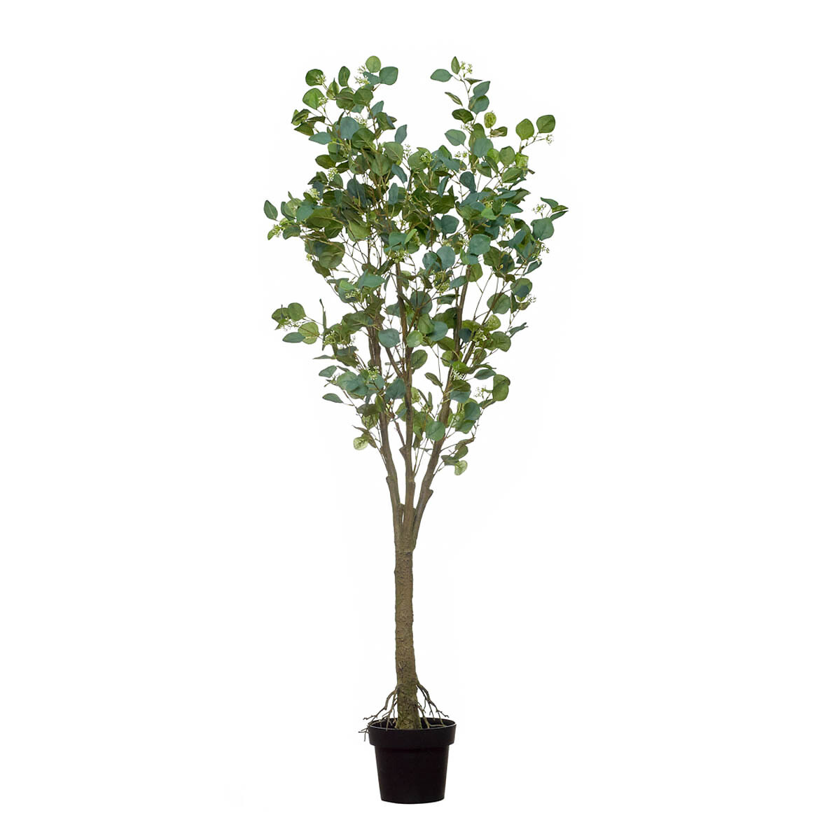 Planta artificial "Eucalyptus" 170cm, BORGHESI, BORGHESI