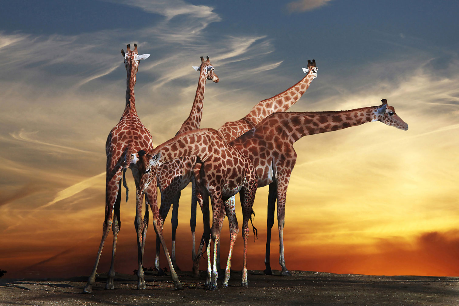 Tableau animaux girafe meeting, HEXOA