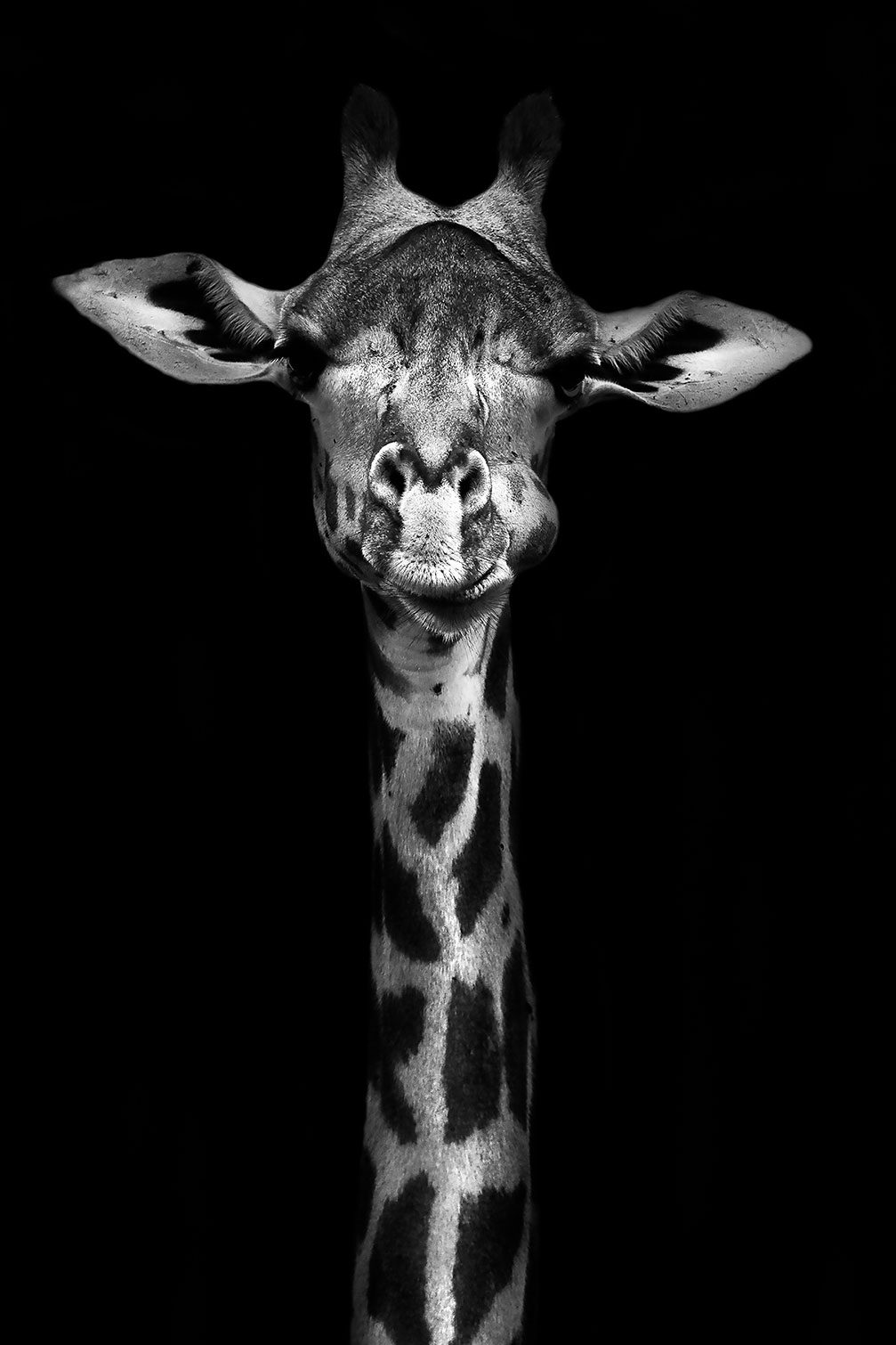 Tableau girafe haute en portrait, HEXOA