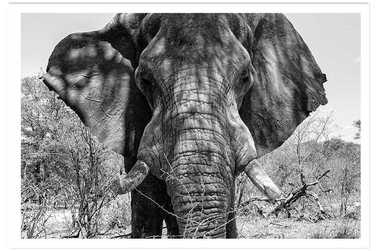 Poster éléphant d'afrique, HEXOA