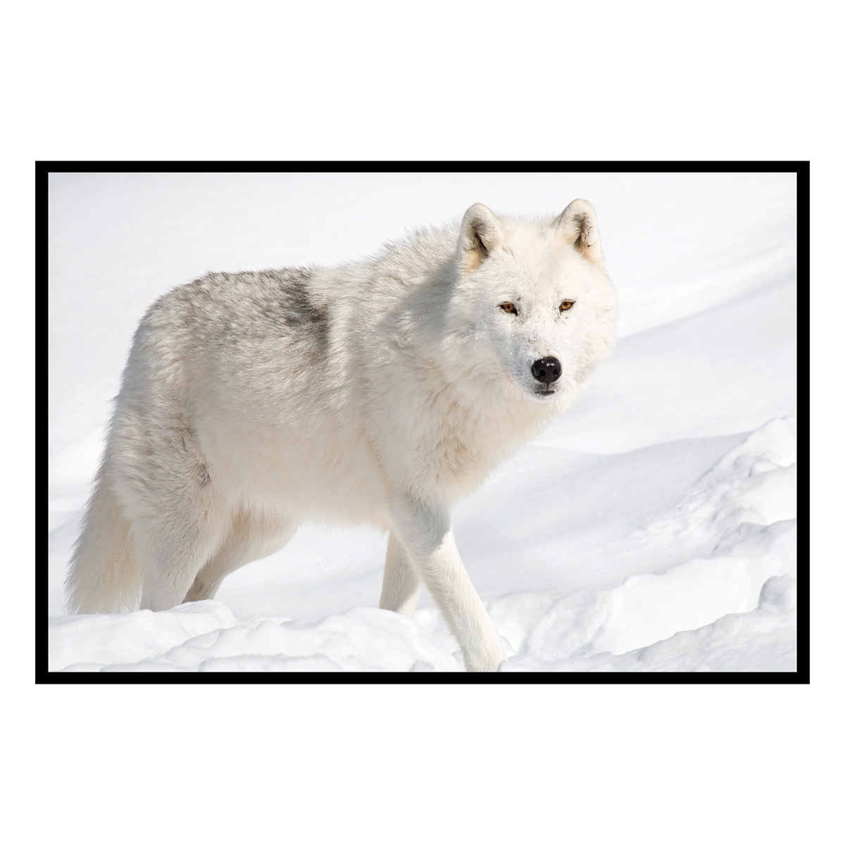 Affiche encadrée loup arctique, HEXOA
