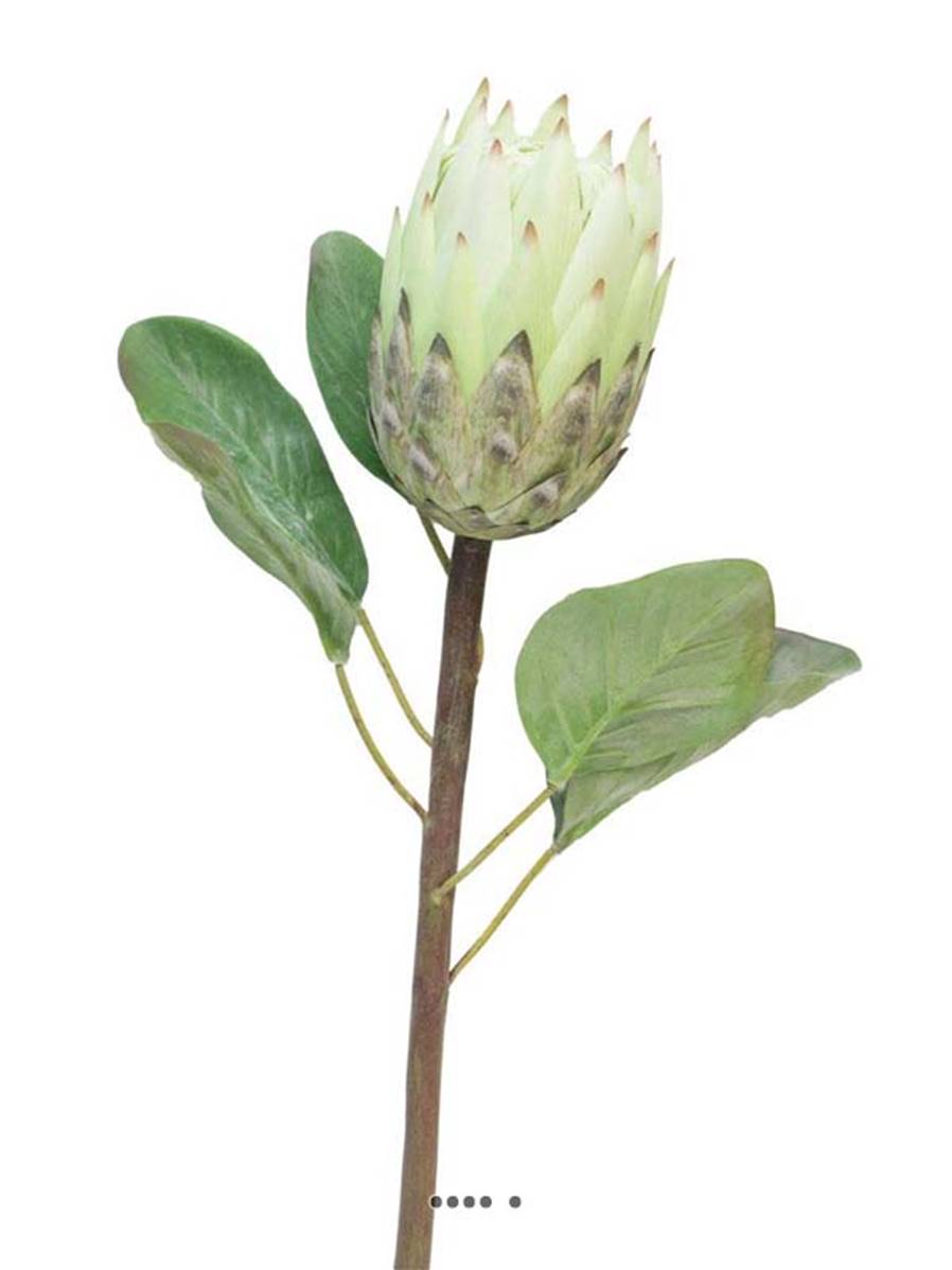 Protea, fleur des lacs, artificielle en ti, ARTIFICIELLES