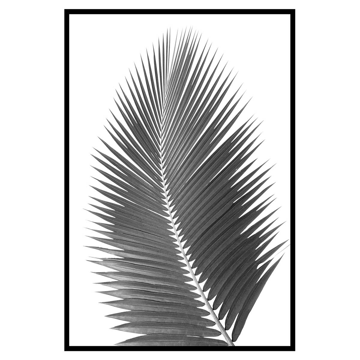Affiche encadrée feuille de palmier noir et blanc, HEXOA