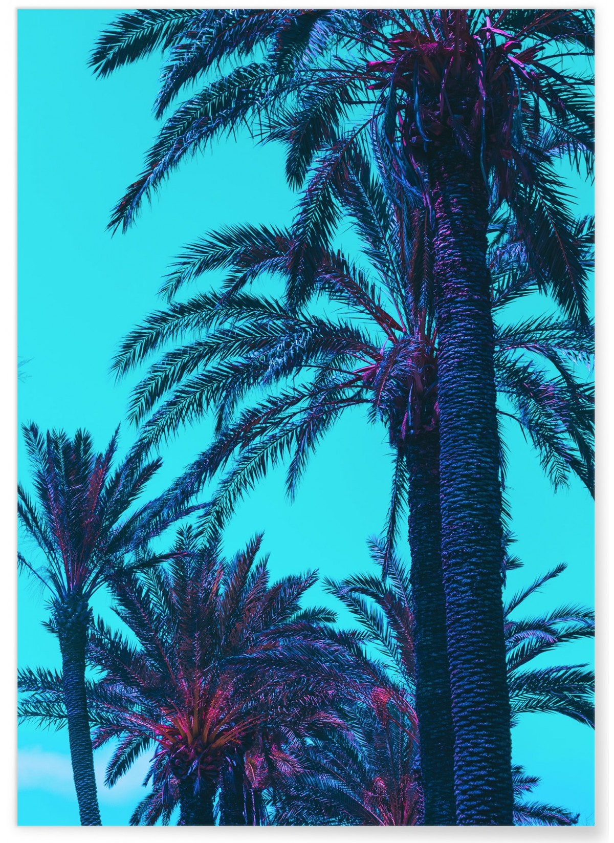 Poster Palm Trees, L'AFFICHERIE