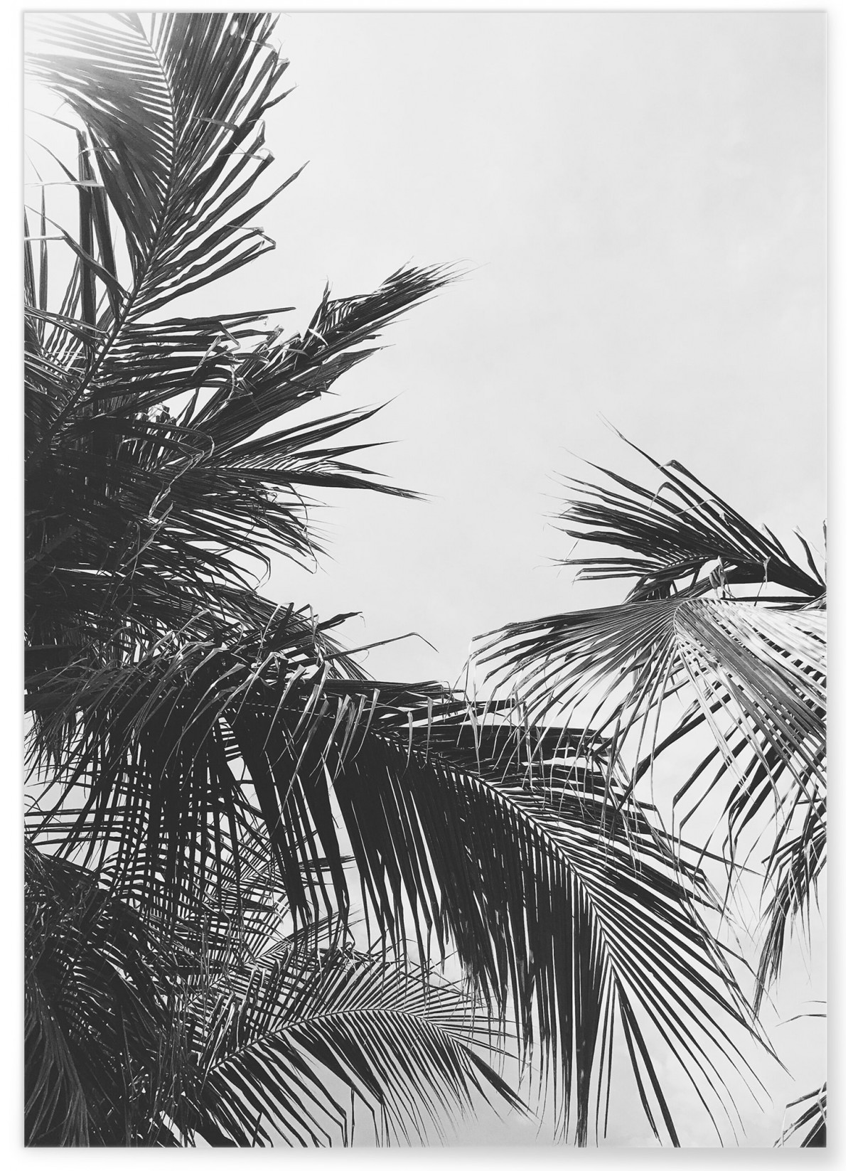 Poster nature Feuille de palmier n°2, L'AFFICHERIE