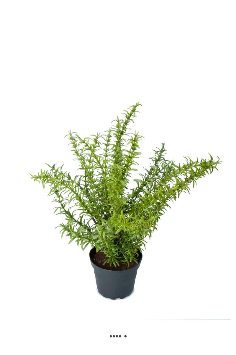 Romarin artificiel, herbe aromatique, en p, ARTIFICIELLES
