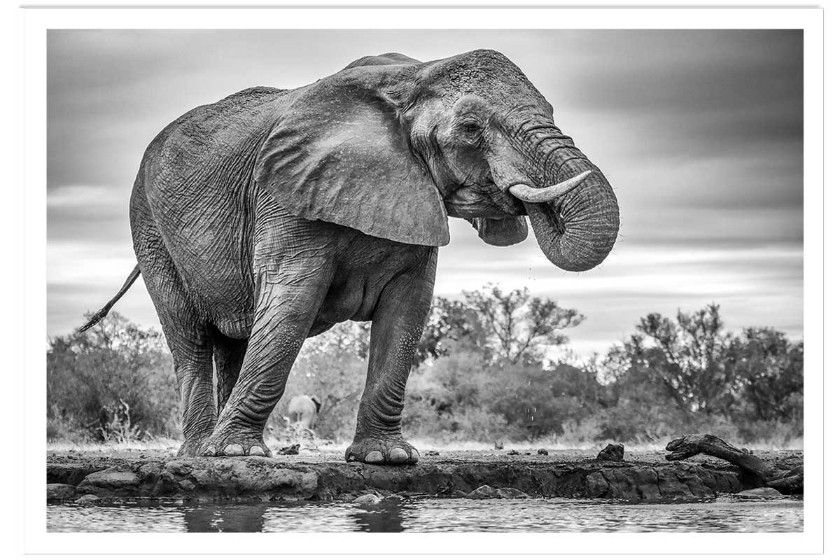 Affiche animaux standing proud, HEXOA