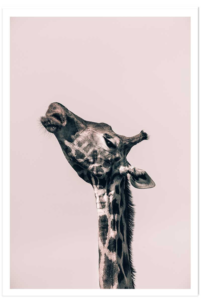 Affiche girafe ma reine, HEXOA