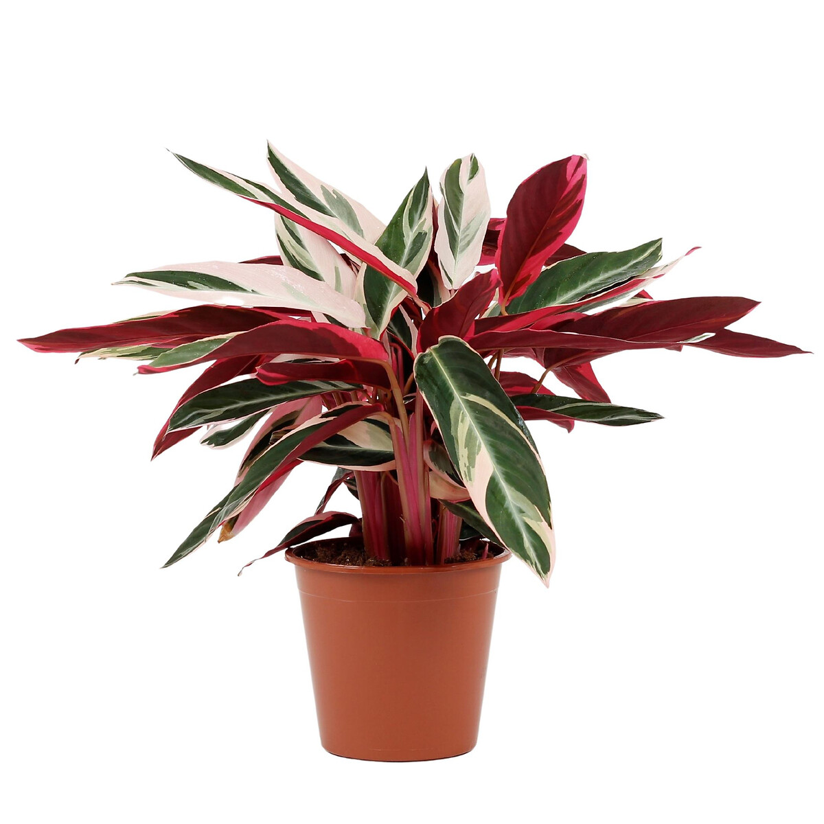 Planta Calathea triostar, BIOMA, BIOMA PLANTS