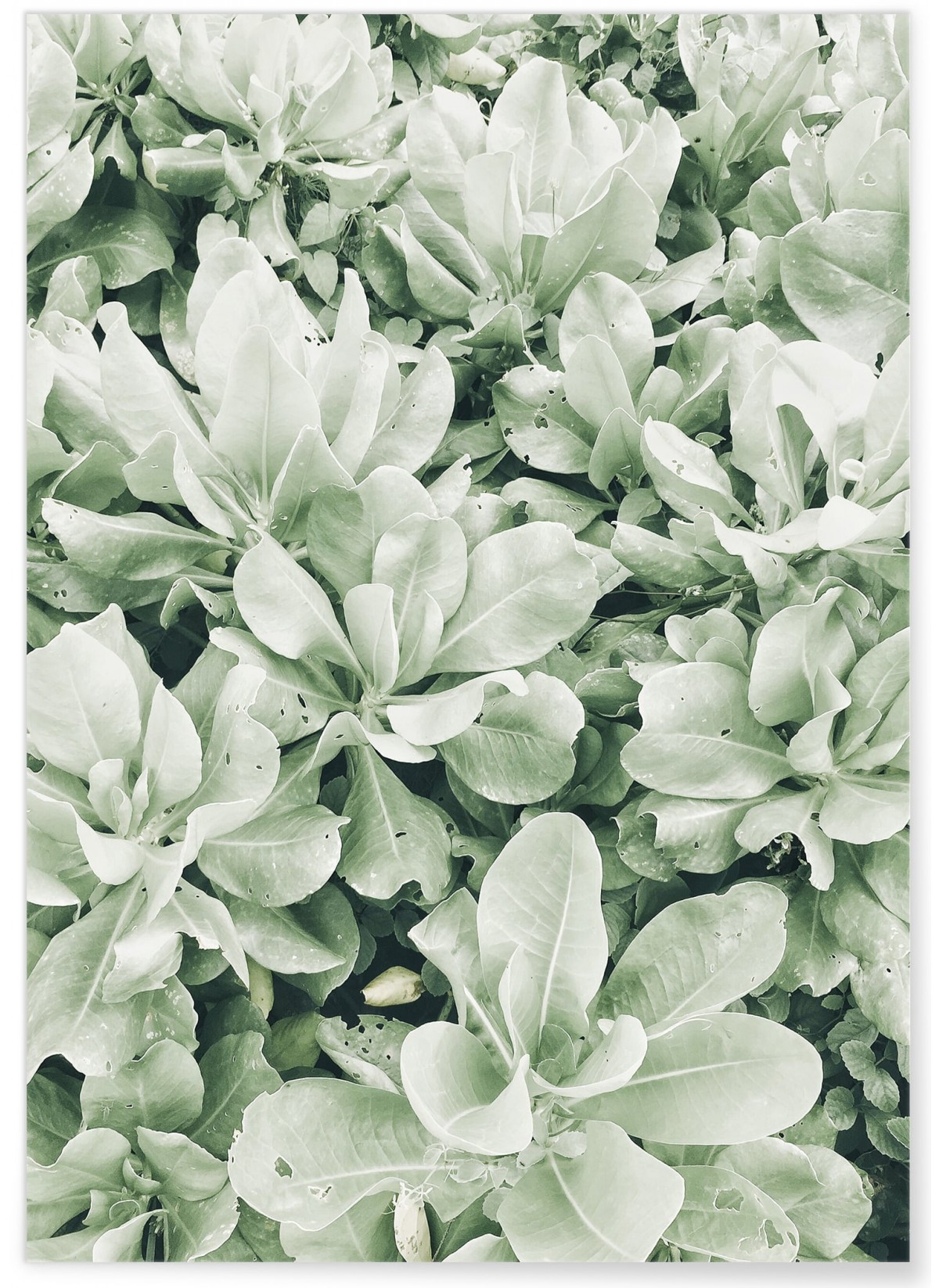 Poster nature Verte, L'AFFICHERIE