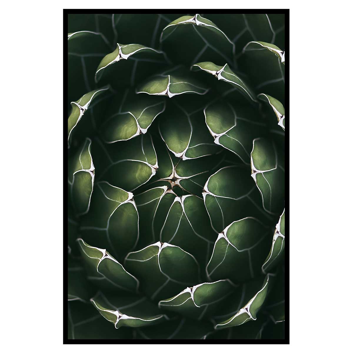 Affiche encadrée plante succulente graphique, HEXOA