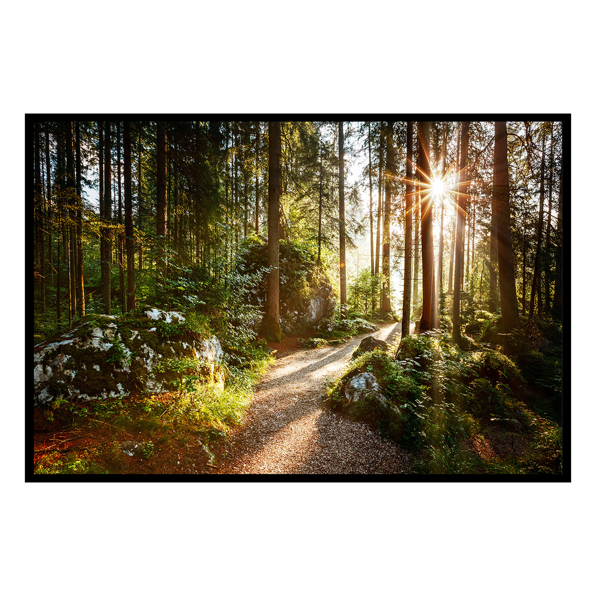Affiche encadrée – Chemin forestier ensoleillé, HEXOA