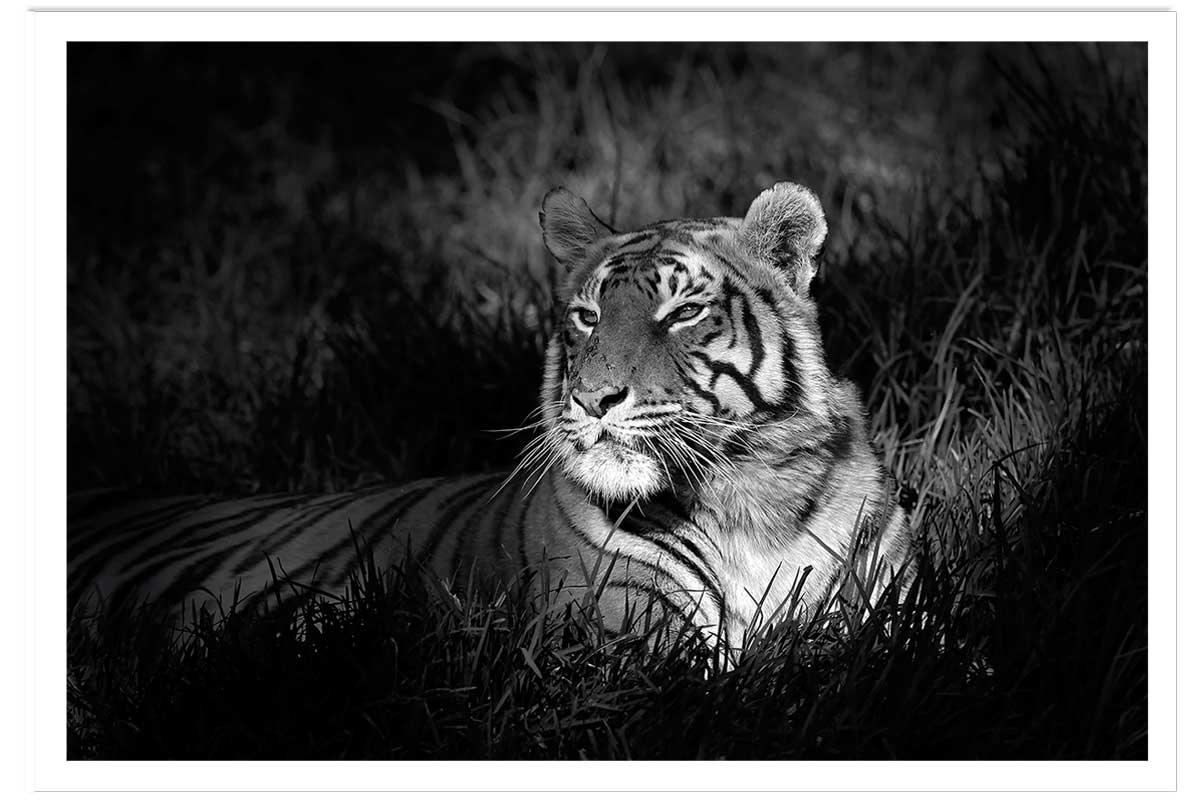 Affiche tigre assoupi dans son rayon de lumière, HEXOA