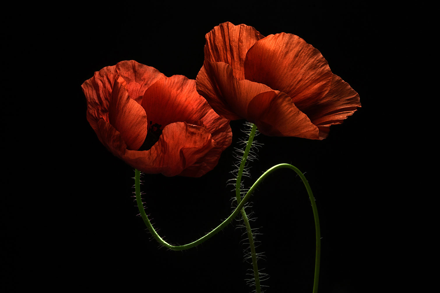 Tableau coquelicot enlacés, HEXOA