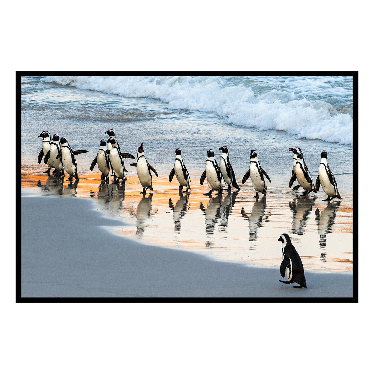 Affiche encadrée manchots sur la plage, HEXOA