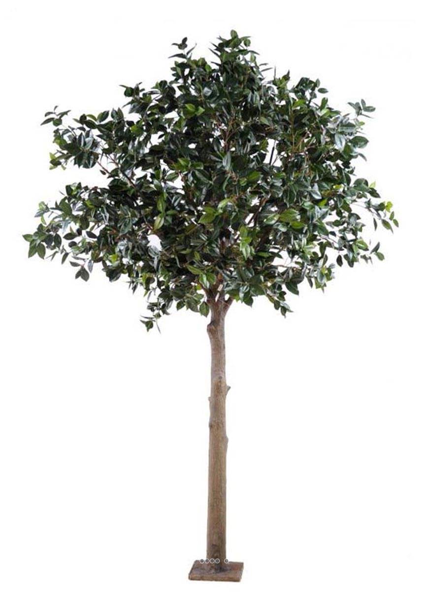 Camelia japon factice H300cm Tronc bois, ARTIFICIELLES