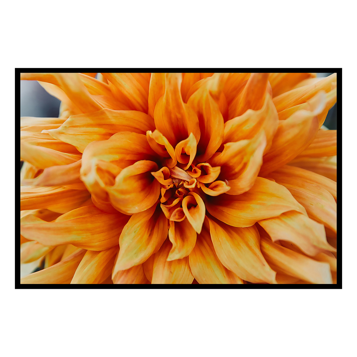 Affiche encadrée fleur orange en gros plan, HEXOA