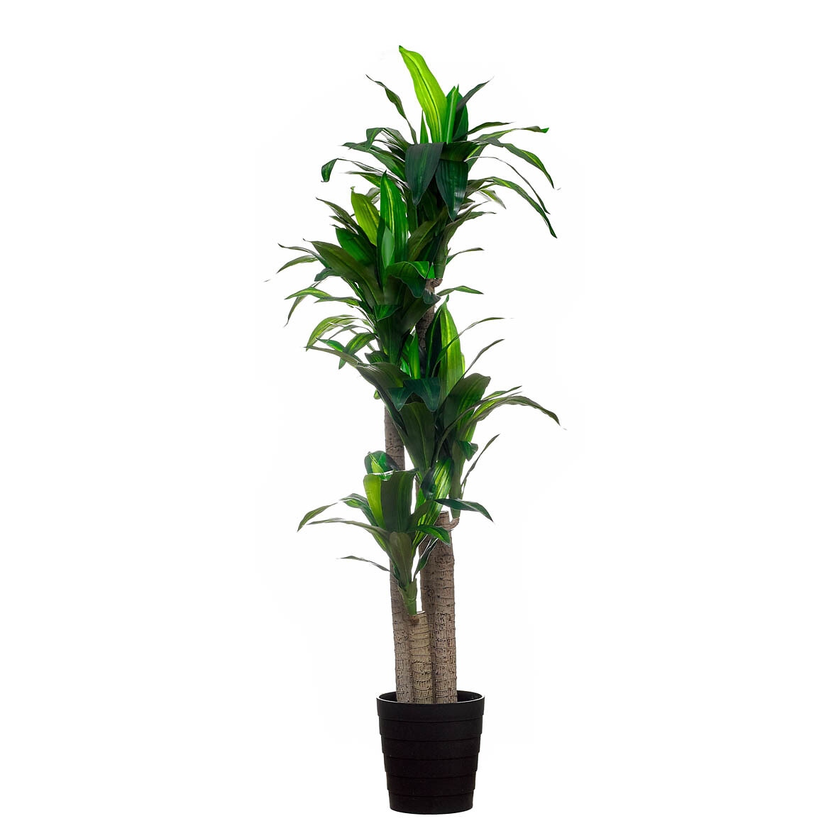 Planta artificial "Dracaena" 180cm, BORGHESI, BORGHESI