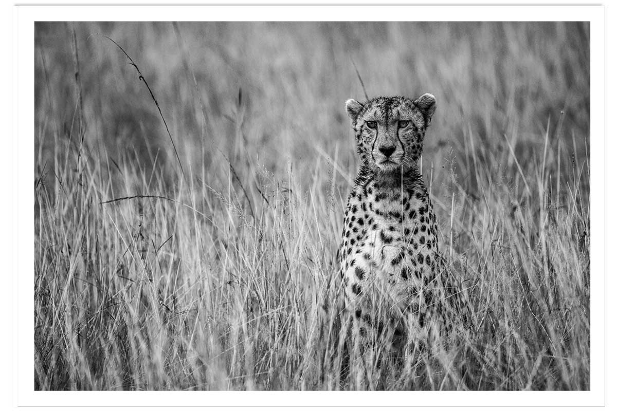Affiche animaux Cheetah, HEXOA