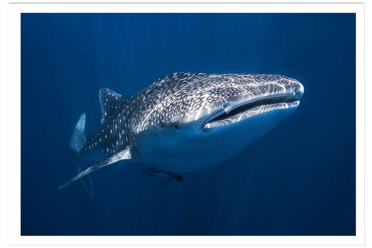 Affiche Requin baleine, HEXOA