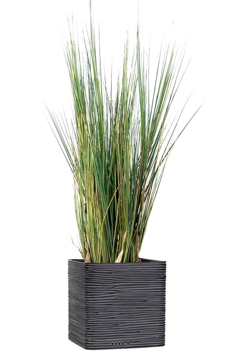 Isolepsis artificiel Graminée Herbe d', ARTIFICIELLES