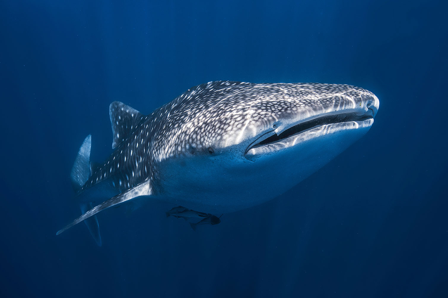 Tableau Requin baleine, HEXOA