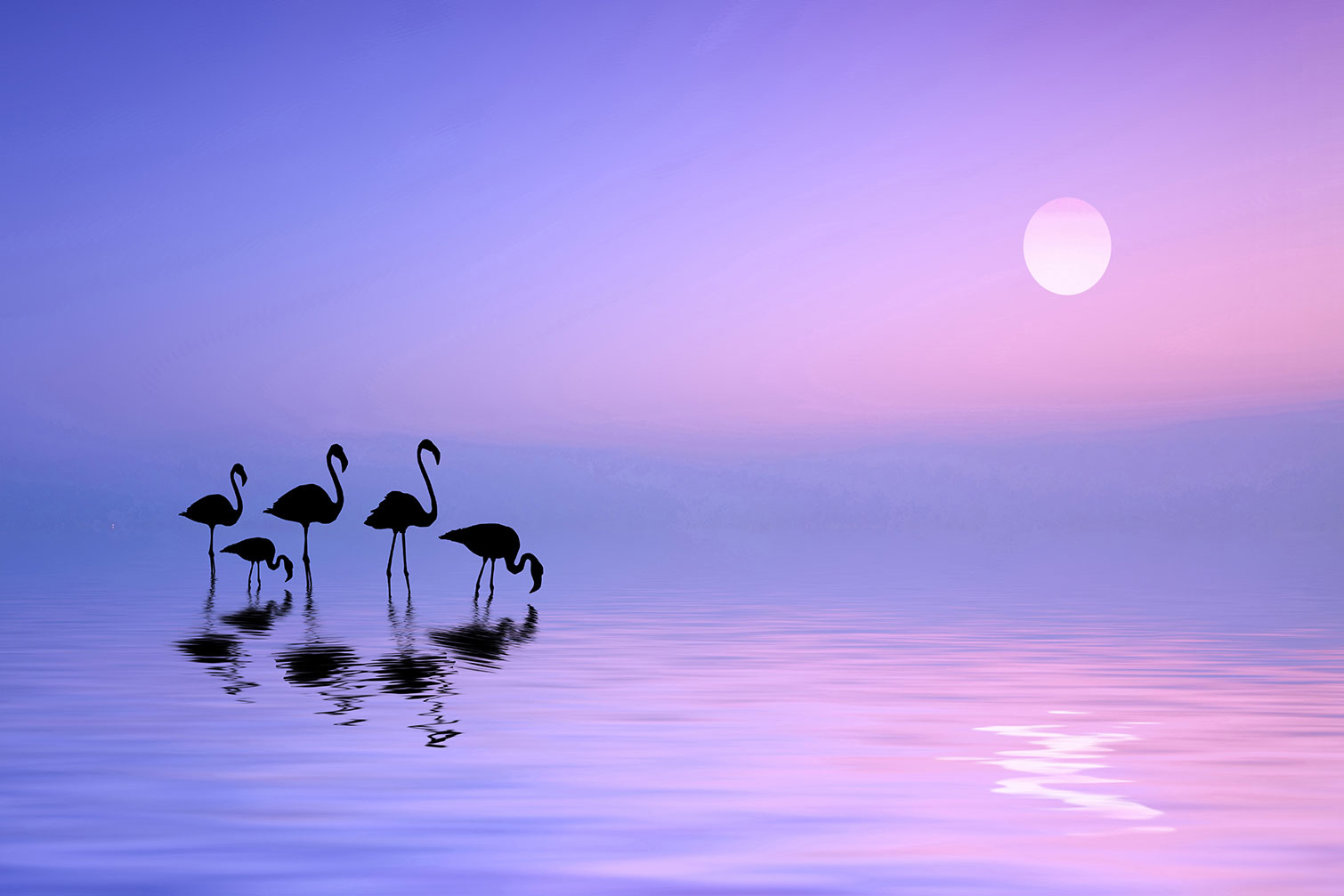 Tableau animaux Morning Flamingo, HEXOA