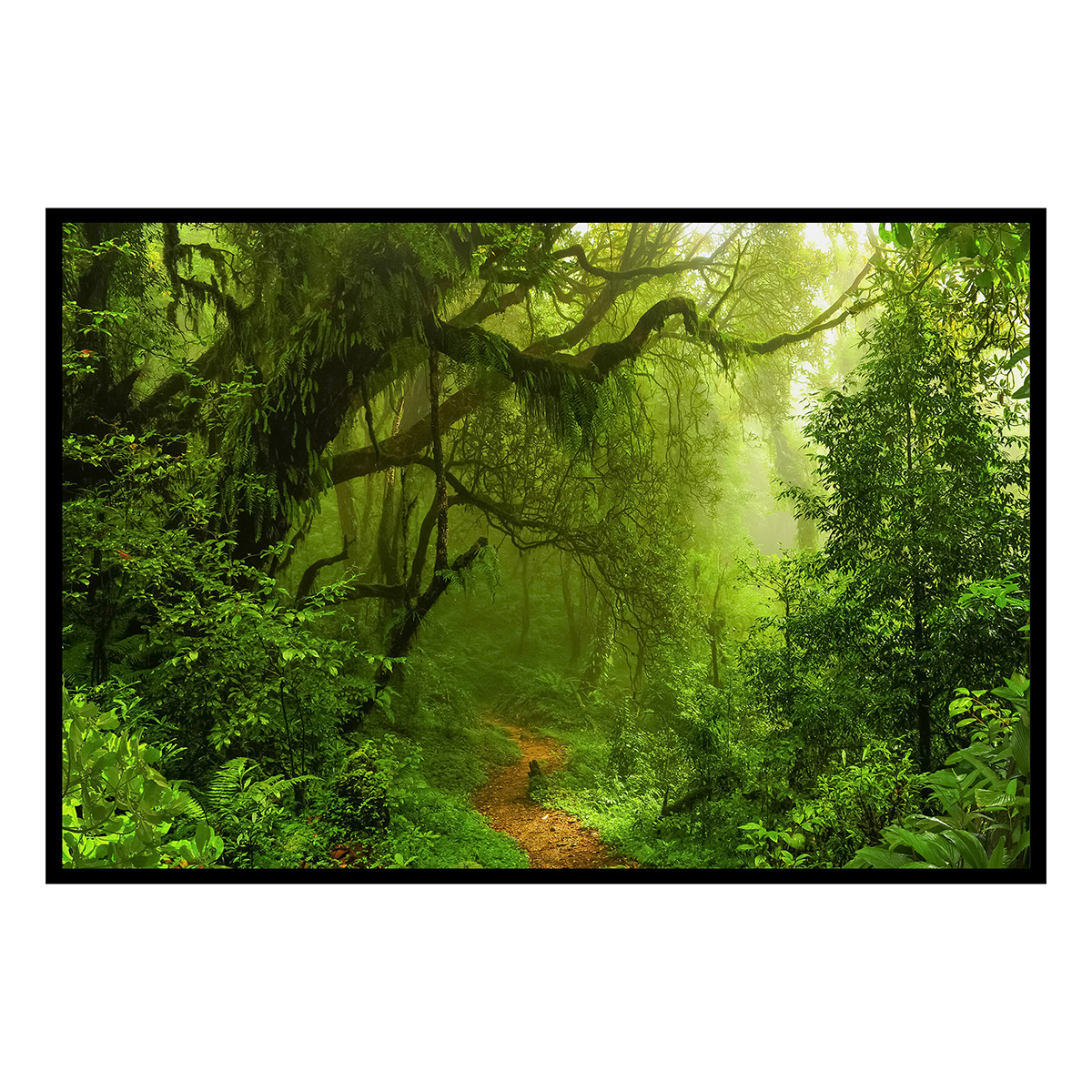 Affiche encadrée – Sentier en forêt tropicale, HEXOA