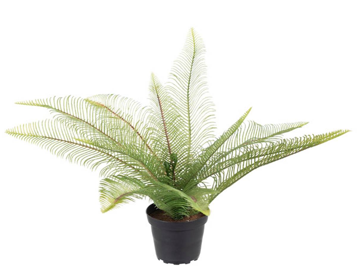 Fougère Dicranopteris linearis artificielle, ARTIFICIELLES