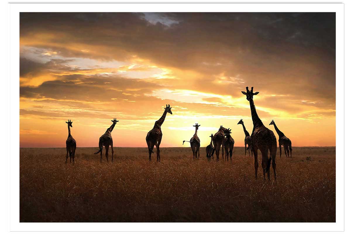 Affiche animaux girafes family, HEXOA