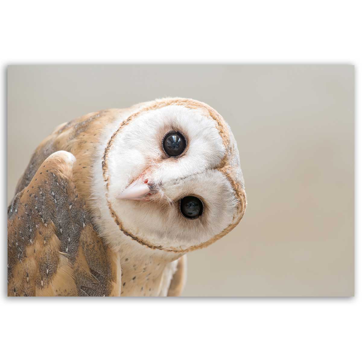 Tableau hibou élégant au regard intense, HEXOA