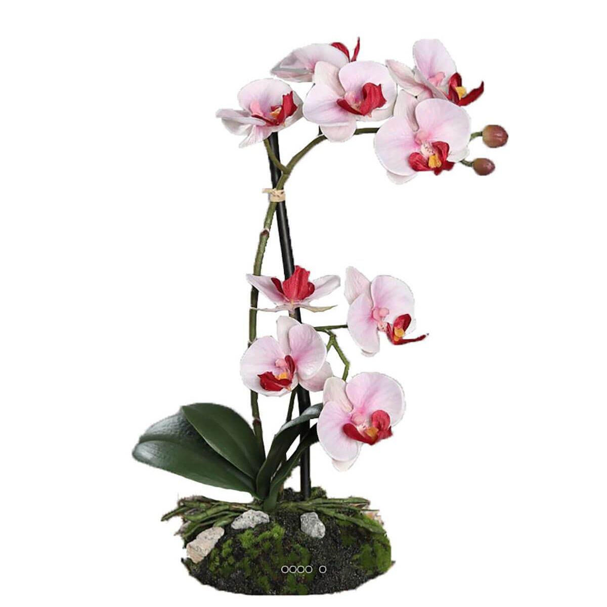 Orchidee Factice Hampes Sur Motte H Cm Couleur Rose Cr Me Artificielles La Redoute