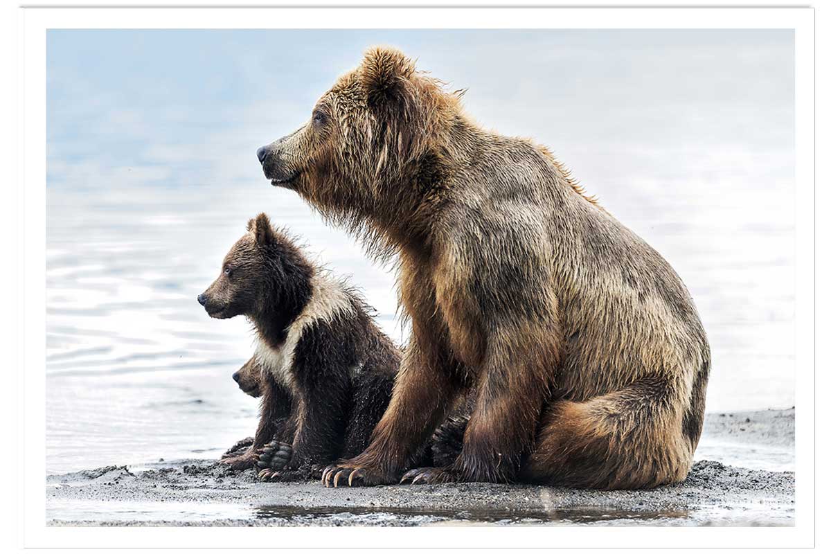 Affiche animaux profile Family, HEXOA