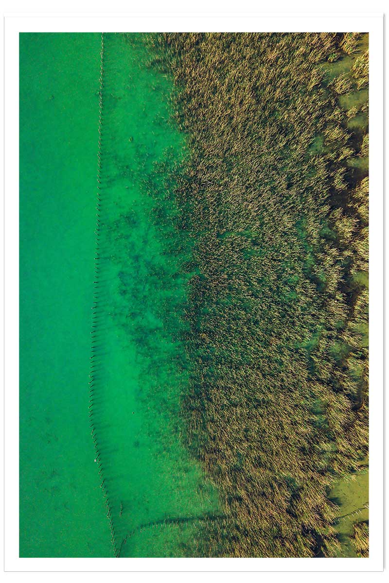 Affiche végétaux et flore aquatique, HEXOA
