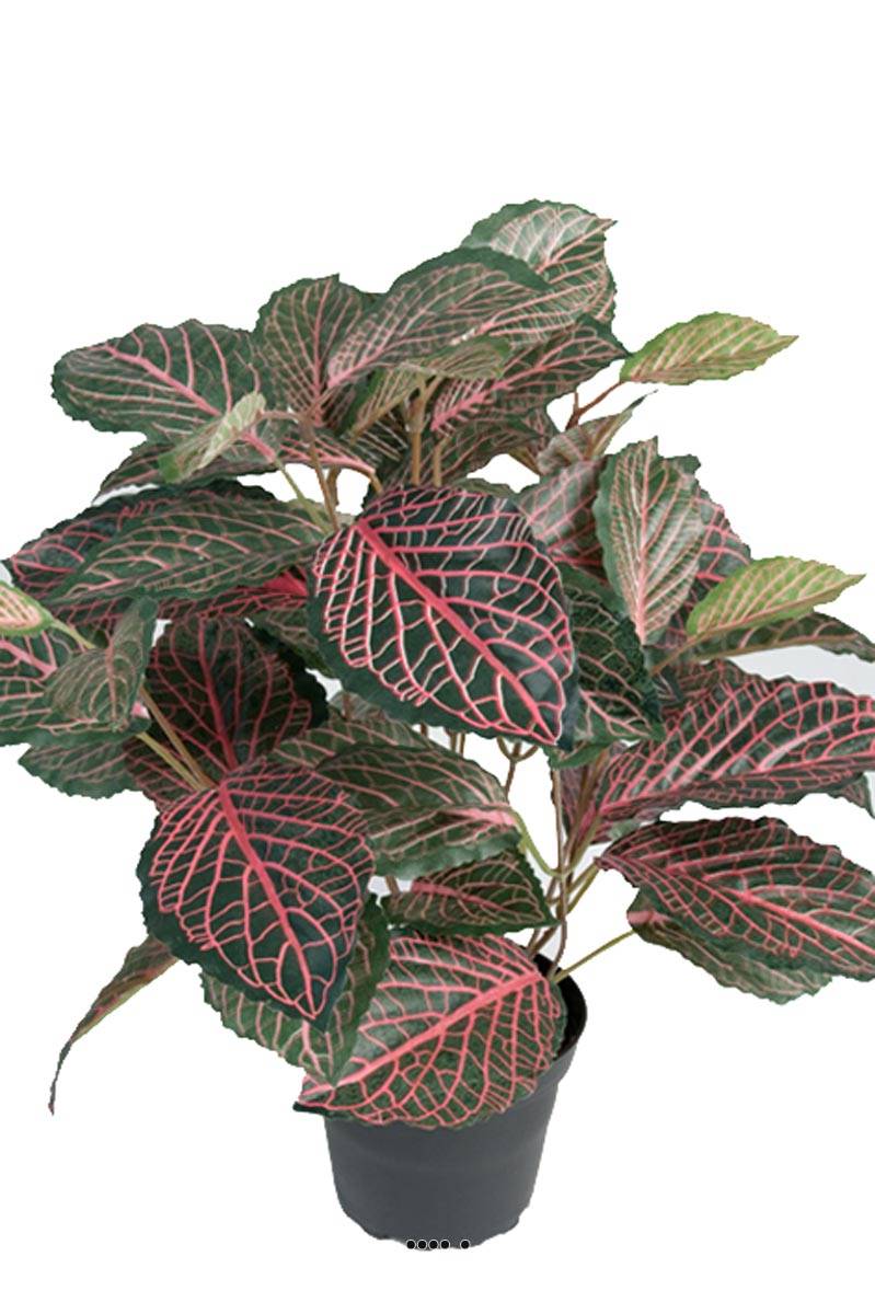 Fitonnia artificiel en pot, H 40 cm, D 40, ARTIFICIELLES