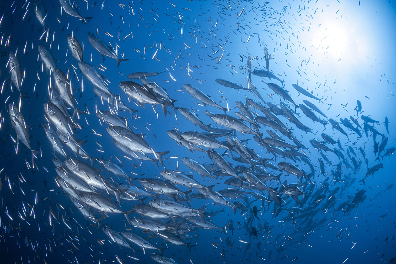Tableau poisson Carangue, HEXOA