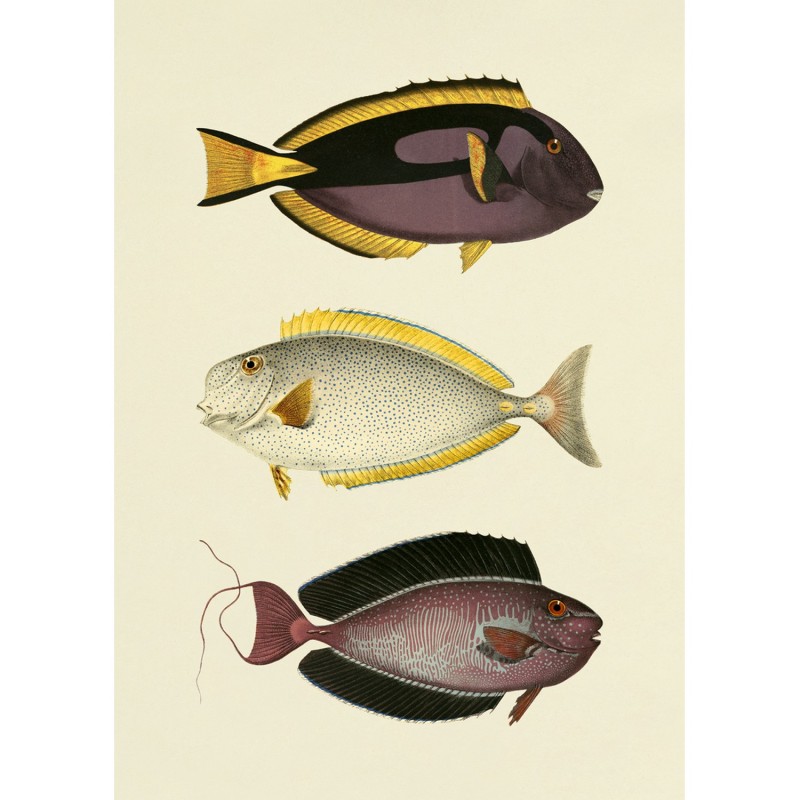 Affiche planche poissons The Fishes, THE DYBDAHL CO